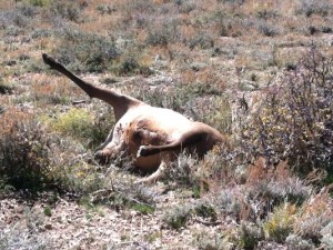 State game wardens are looking for the poachers who illegally shot at least six elk in east-central Nevada and left three of the animals there to rot. (Photo: Photo courtesy NDOW)
