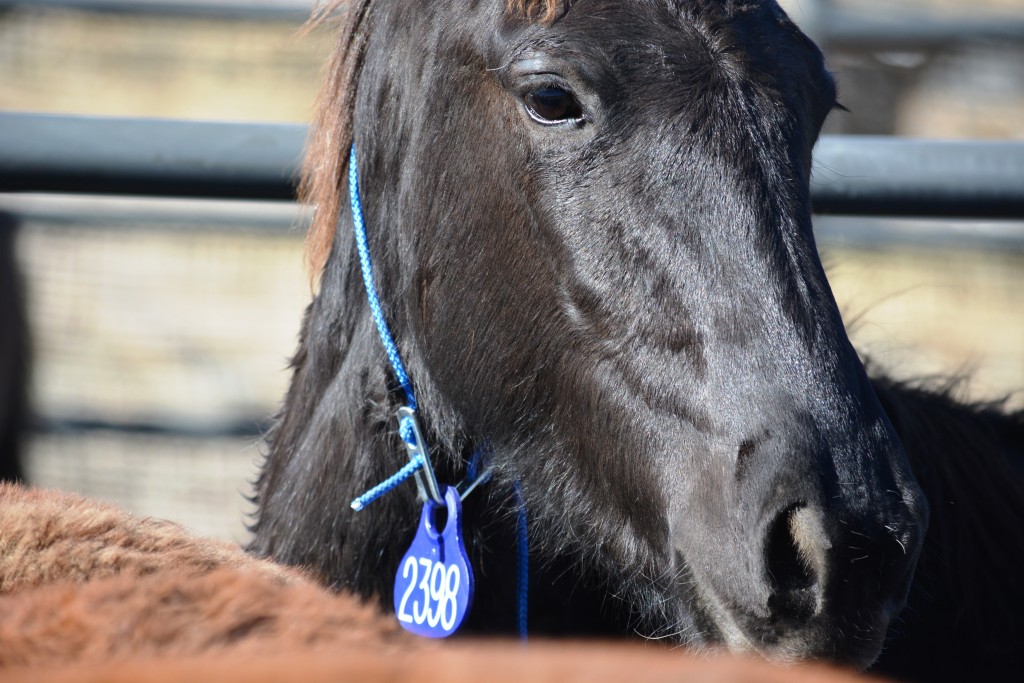 BLM Water Horse