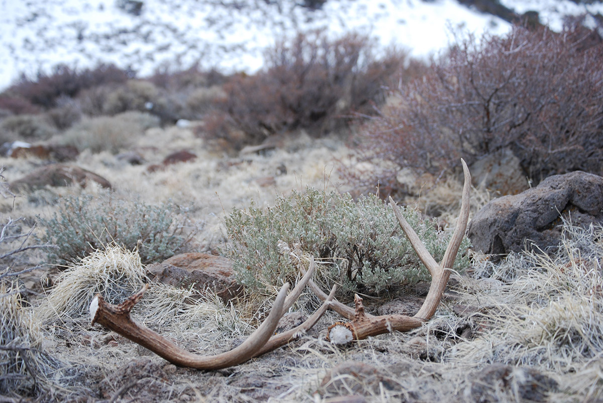 Shed Antlers NDOW