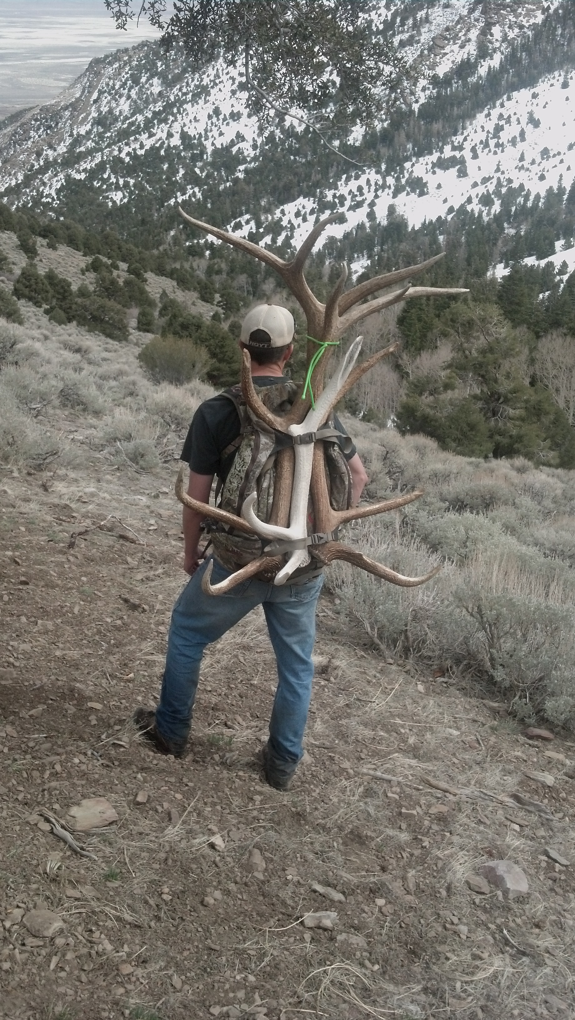 Shed Antler photo file